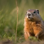 How to Keep Gophers Out Of Raised Beds