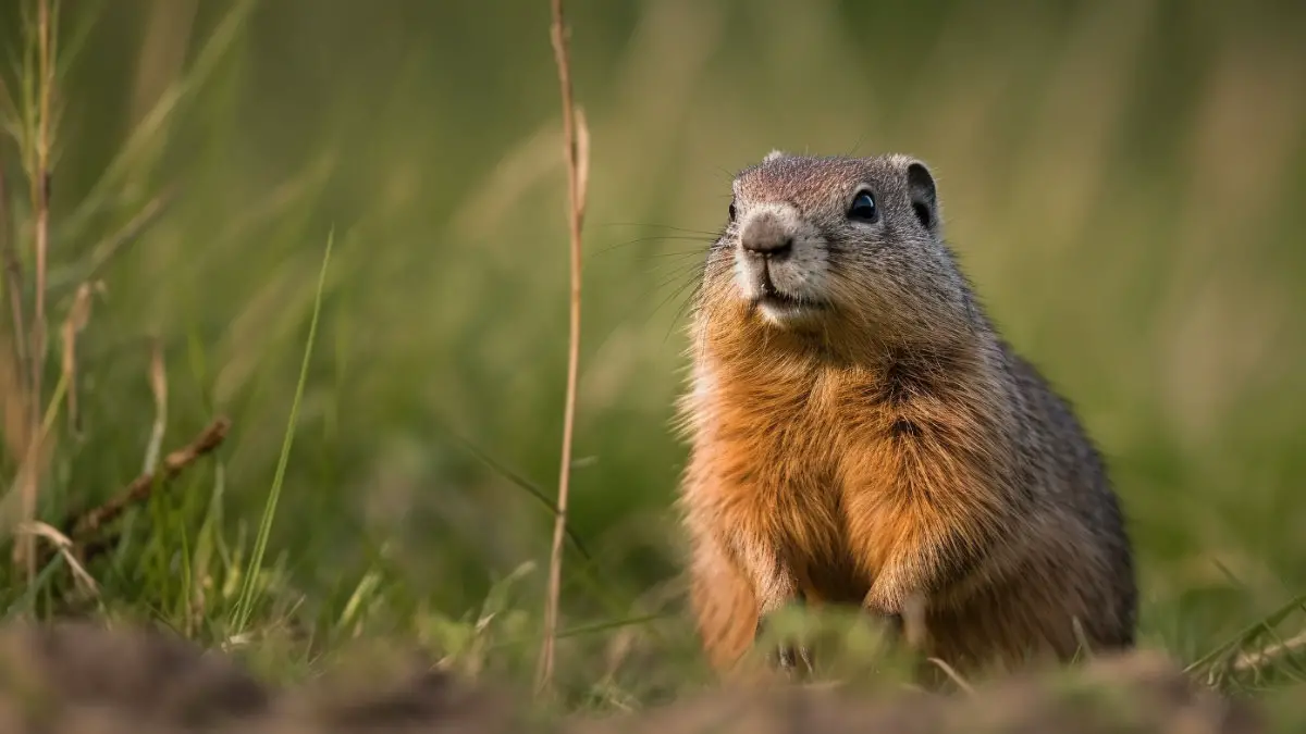 How to Keep Gophers Out Of Raised Beds: Guide to Protect Your Plants