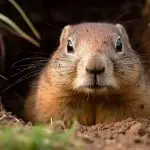 Is A Gopher A Rodent