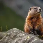 Is a Marmot a Rodent