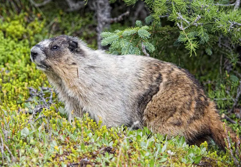 Marmot Species You Should Know