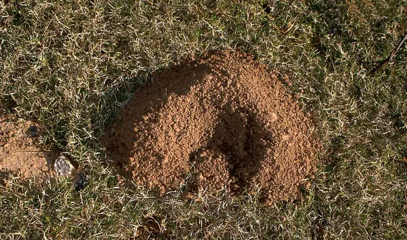 Mound Formation of Gophers