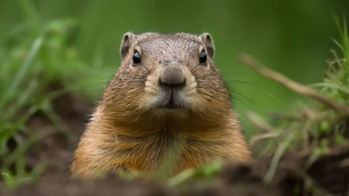 What Does a Gopher Look Like? A Comprehensive Guide to Gopher Appearance