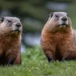 What is a Marmot Day