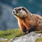 Where Do Marmots Live