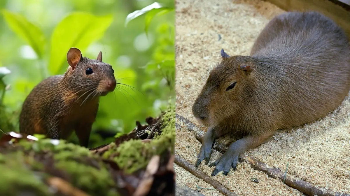 Agouti vs. Capybara: How Do These South American Rodents Differ?