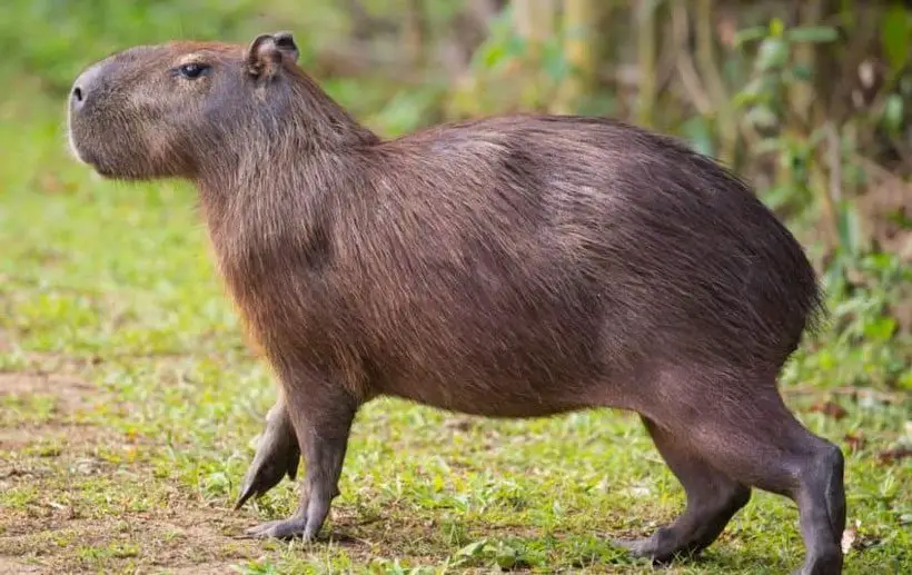 Are Capybaras Dangerous