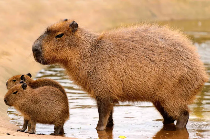 Are Capybaras Good As A Pet