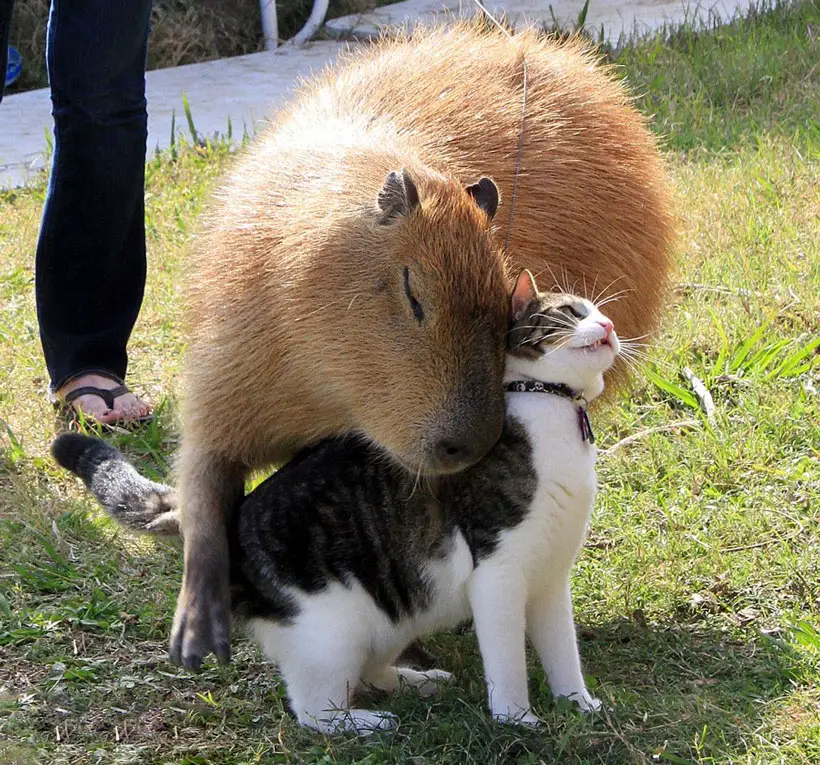 Are Capybaras Good Companions
