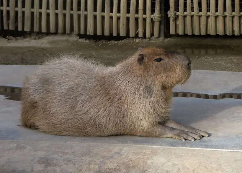 Are Capybaras More Brilliant Than Cats And Dogs