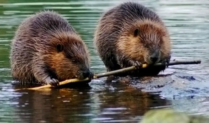 Beaver Diet