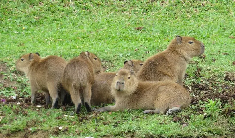 Behavior Of Capybaras