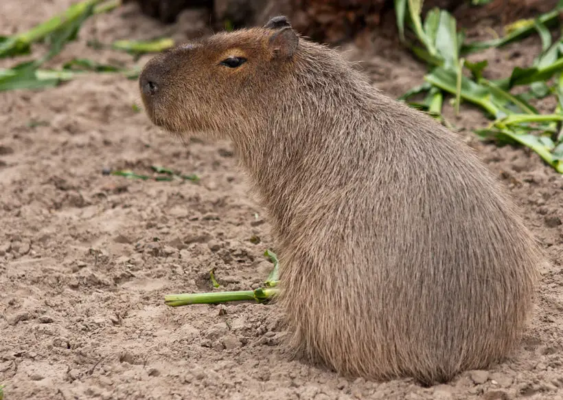 Can Capybaras Be Potty Trained