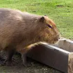 Can Capybaras Be Potty Trained