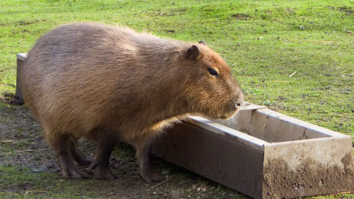 Can Capybaras Be Potty Trained? Tips for Housebreaking Your Pet