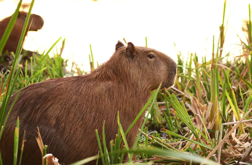 Capybara Bites