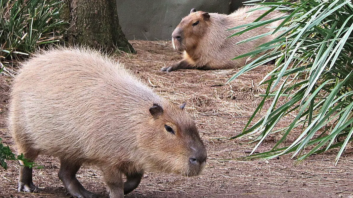 Capybara Bites: Understanding the Risks of Being Bitten by These Pets