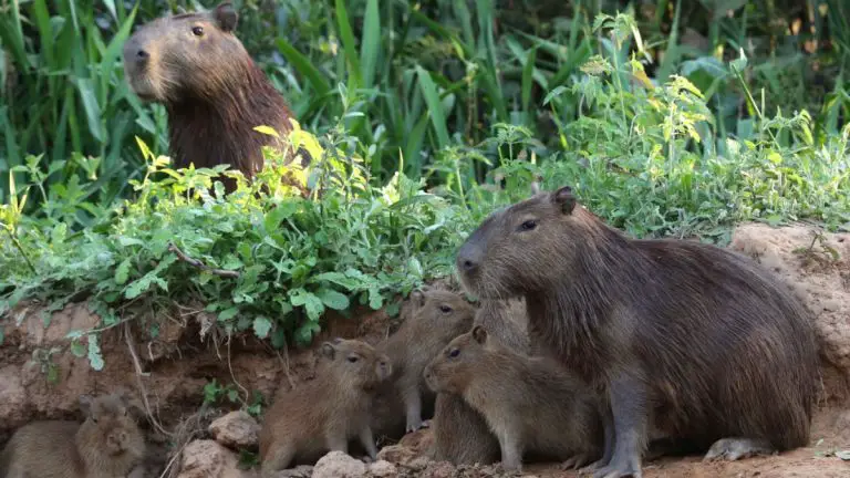 Capybara Care