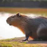 Capybara Costs