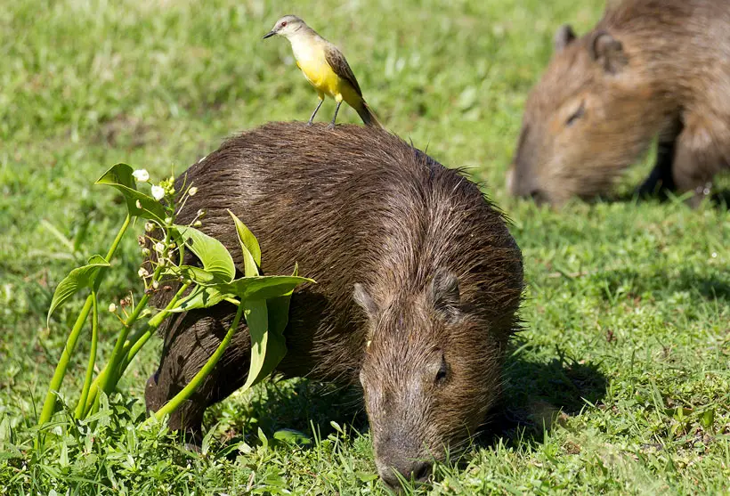 Capybara Diet