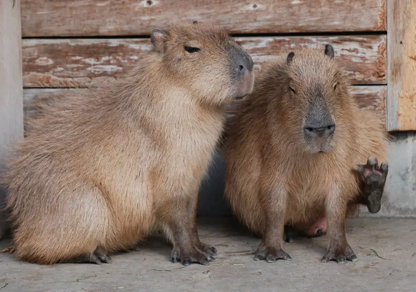 Capybara Feet