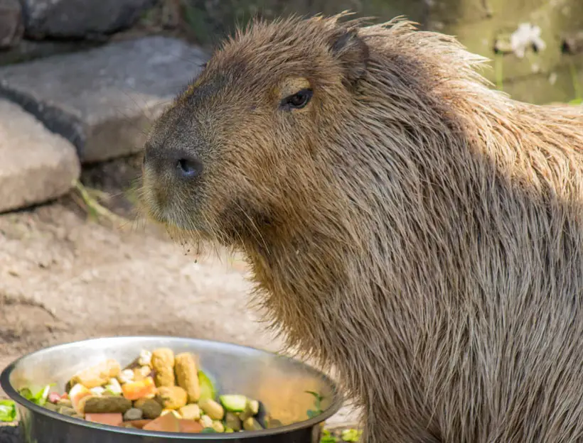 Capybara Food