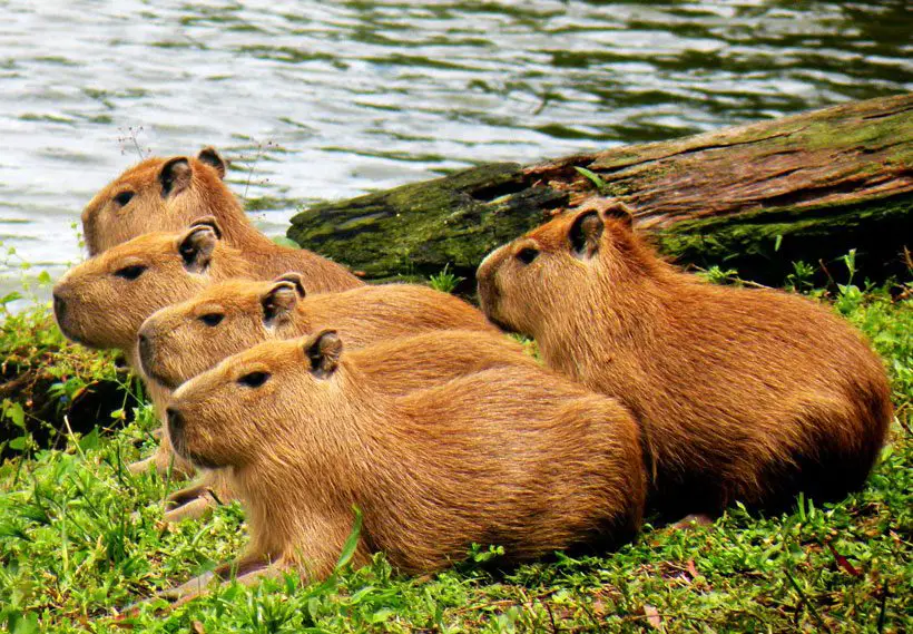 Capybara Habitat Where Do These Giant Rodents Live Capybara Habitat Where Do These Giant Rodents Live