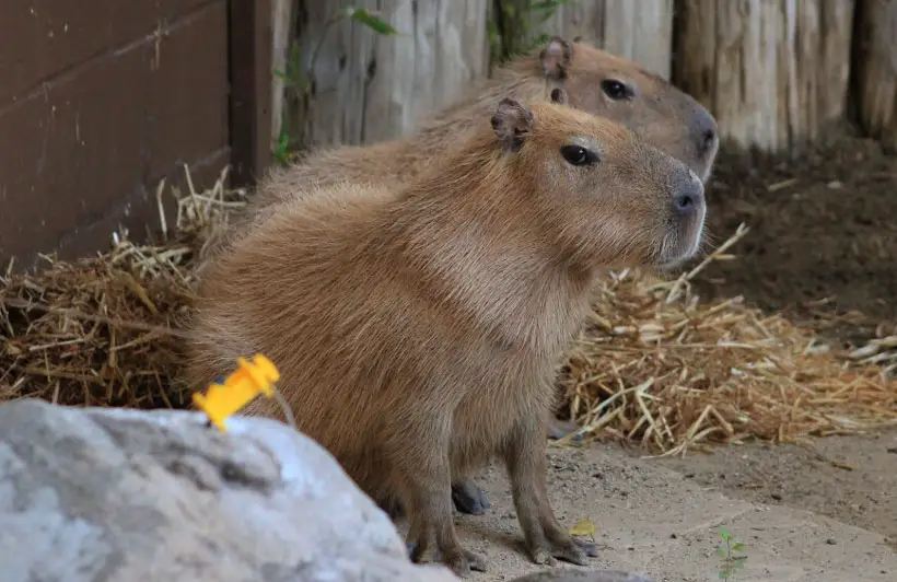Capybara Habitat
