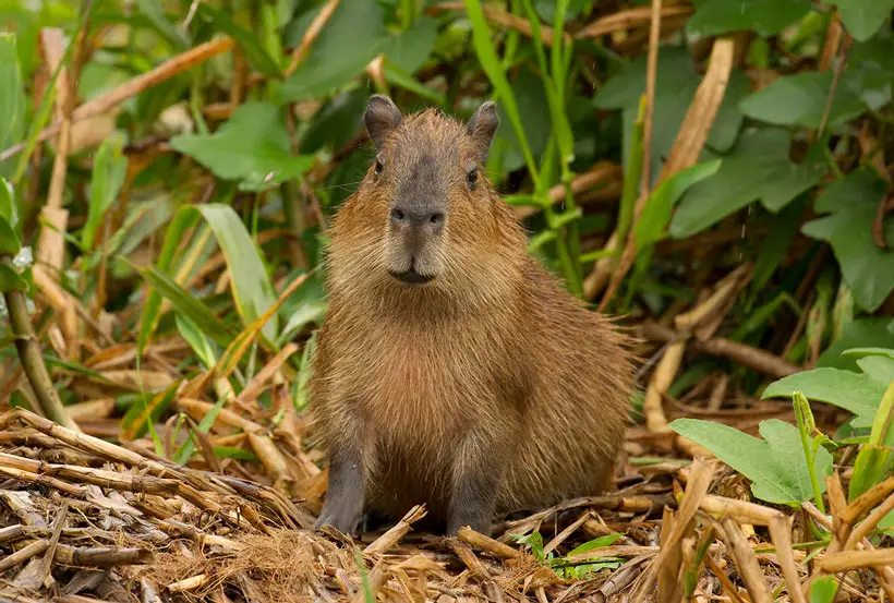 Capybara Intelligence