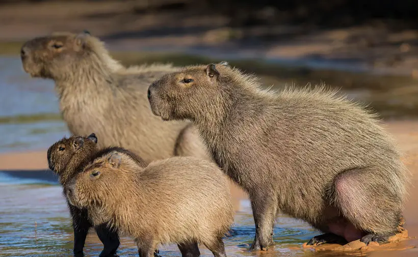 Capybara Lifespan