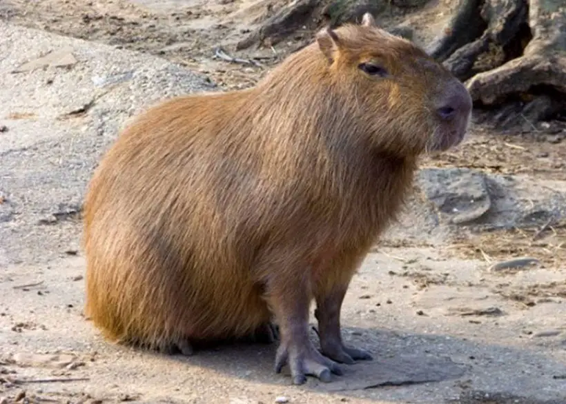 Capybara Loneliness