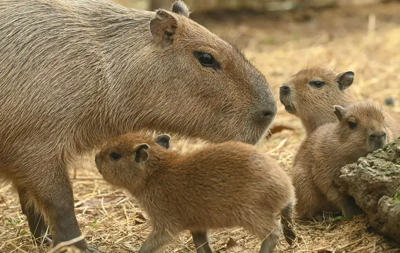 Capybara Mating Behavior