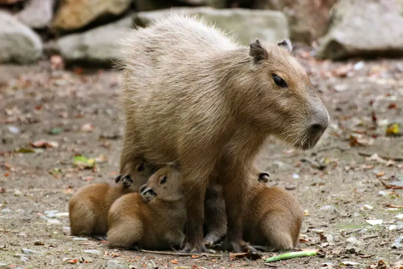 Capybara Mating Season