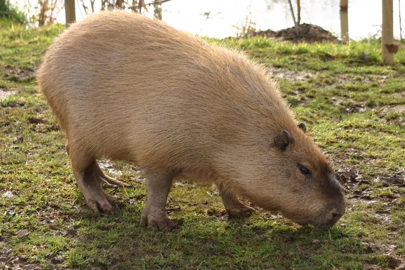 Capybara Physical Abilities