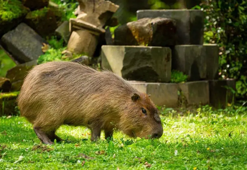 Capybara Physical Characteristics