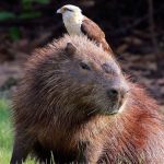 Capybara Predators