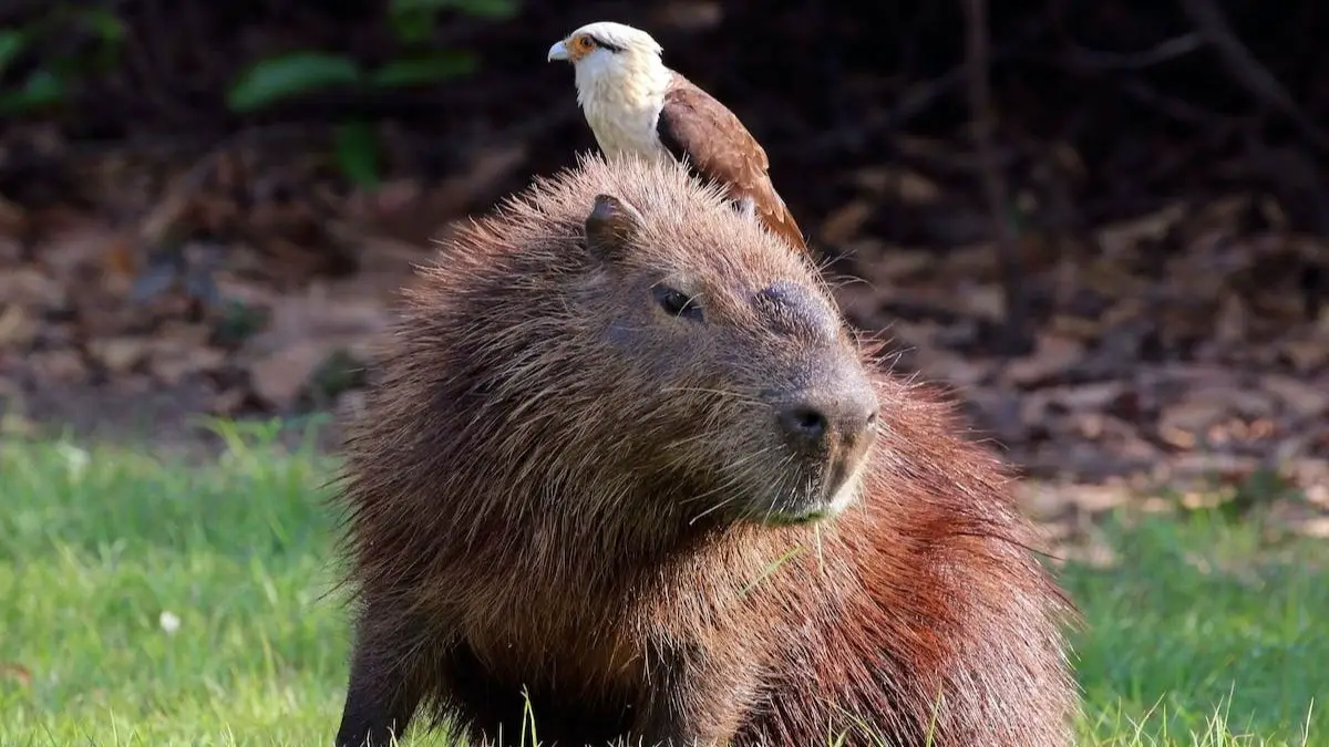 Capybara Predators: Animals That Hunt These Giant Rodents