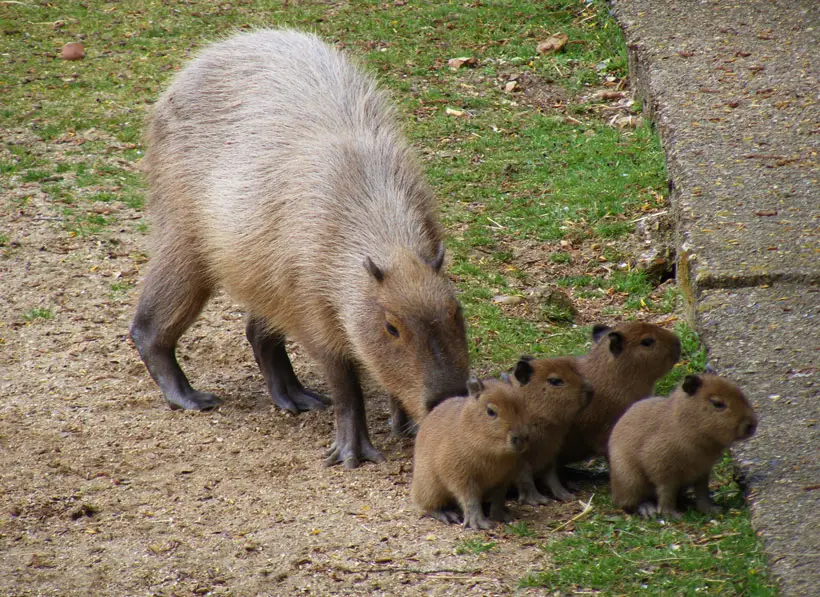 Capybara Problem-Solving Capability