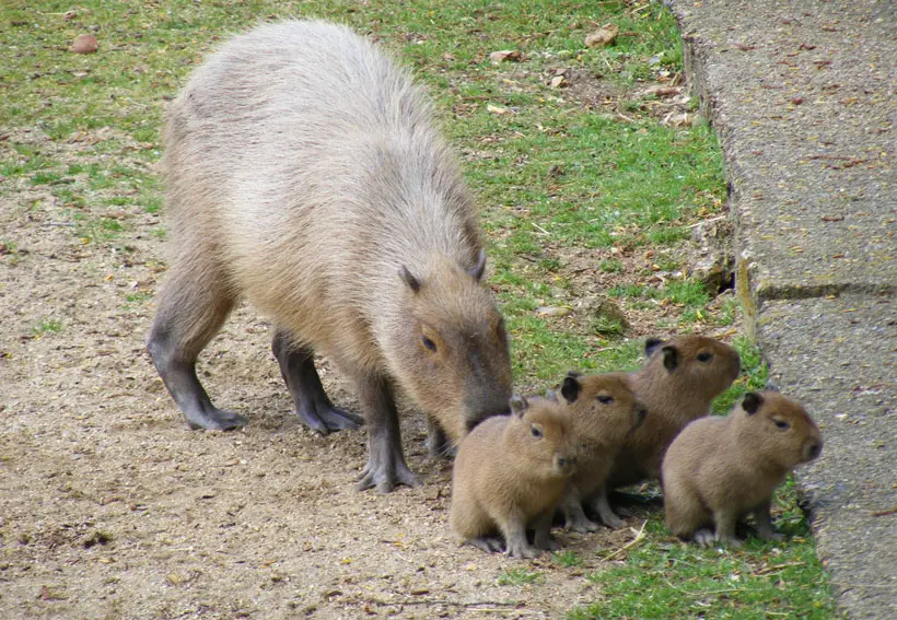 Capybara Reproduction and Parental Care