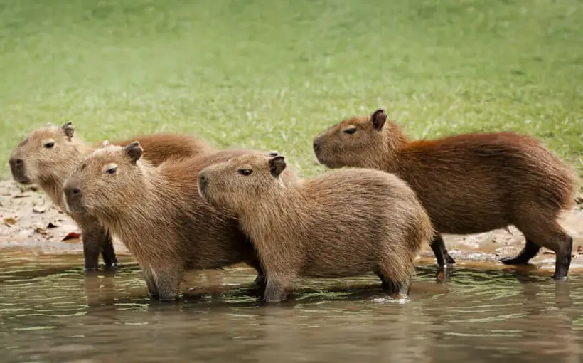 Capybara Social Behavior