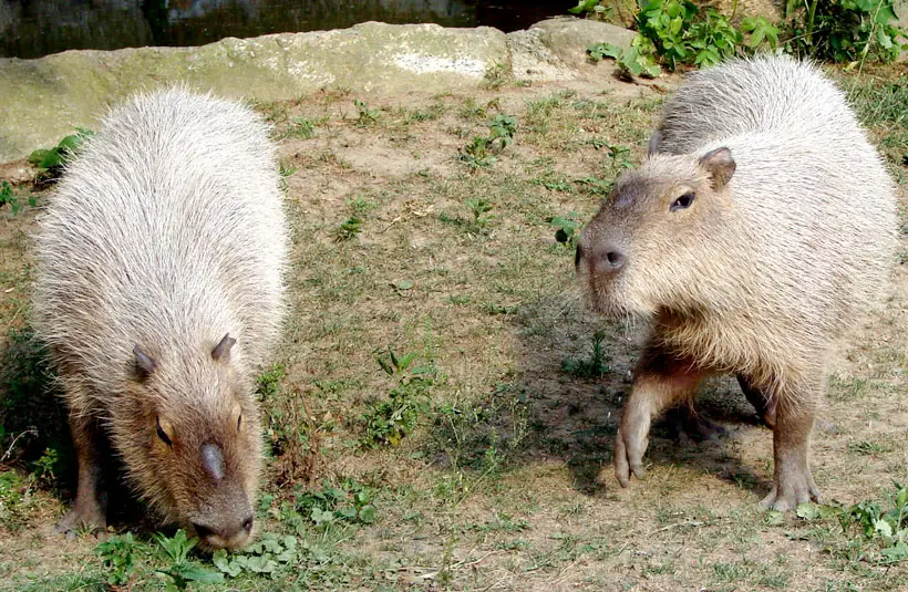 Capybara Social Behaviors