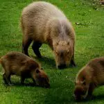 Capybara Sounds