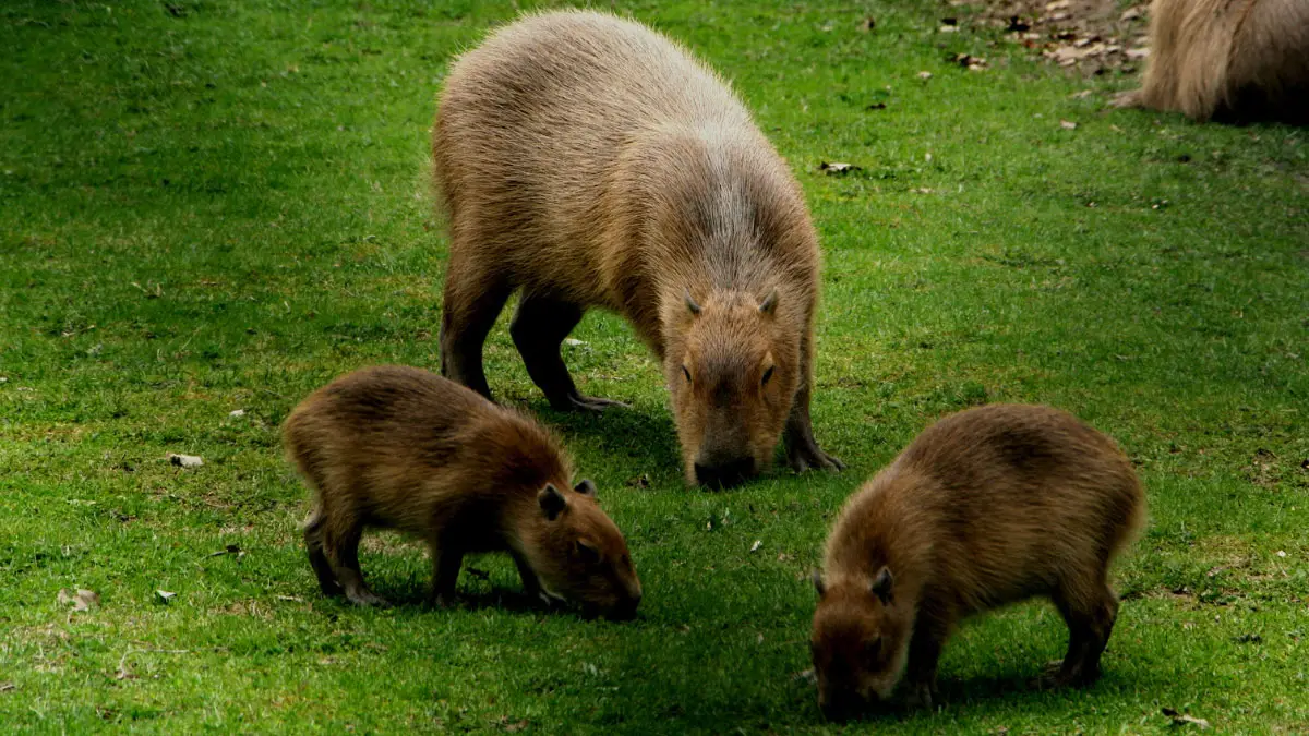 Capybara Sounds: What Do These Giant Rodents Sound Like?