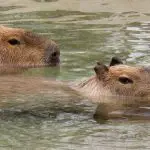 Capybara Swimming
