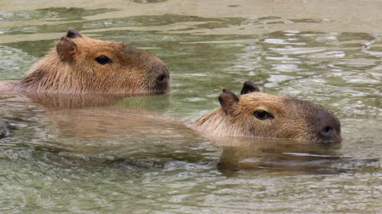 Capybara Swimming