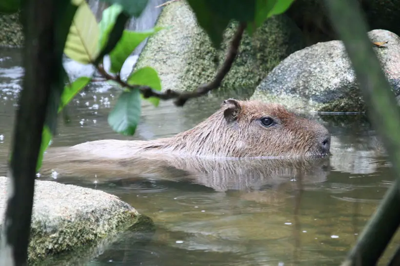 Capybara Water Body Preference