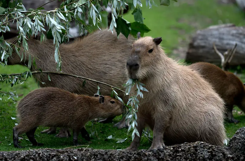 Capybara engaging in vocal communication