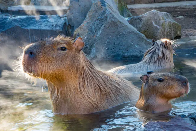 Capybara showcasing its natural swimming abilities