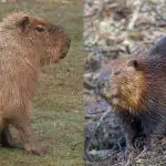 Capybara vs Beaver