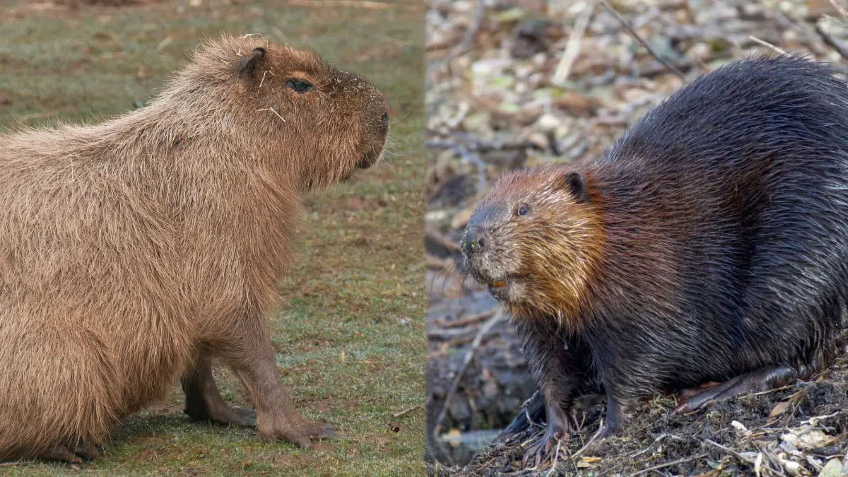 Capybara vs. Beaver: Key Differences in Behavior and Characteristics